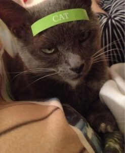 Cat label - The use of code comments - Kens Learning Curve
